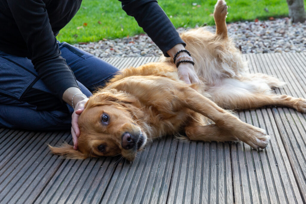 Behandlung eines Hundes mit Reiki